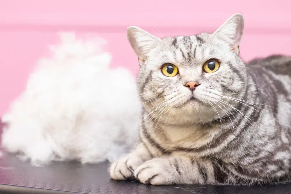 how-to-treat-cat-shedding-dry-skin-and-more